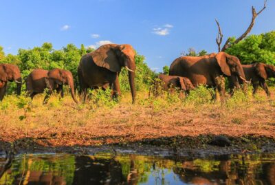 Elephants at the river